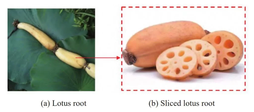 2. Lotus root diagram